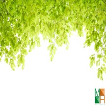 Tranh dán tường Hàn Quốc 3d khổ lớn tại Hà Nội NA - 083